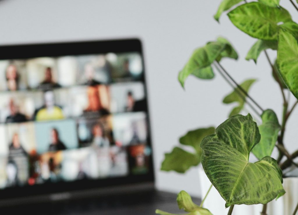 green leaf plant near white wall and a computer with a membership site in the background